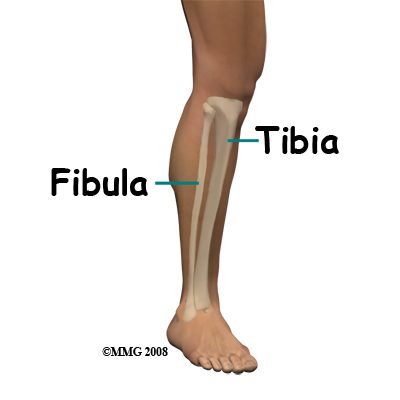Tibia and Fibula 